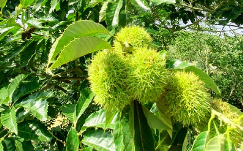 ũ���ֻ�߻���