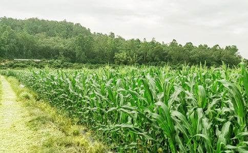 У��������ũ���֡���߻���