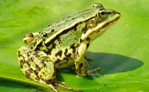 ���ܾ��Ű��������з���