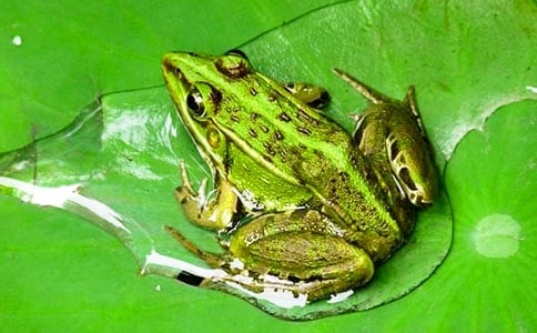 �����ܺ���ܡ������