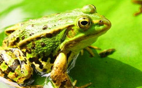 ���������ӡ������