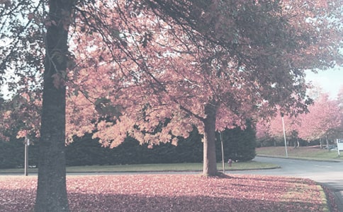 ����＾���������ƻ�