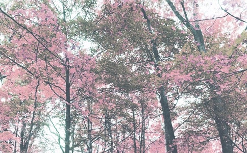 �＾ѧ���а๤���ƻ�