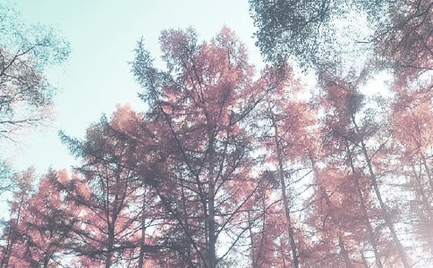 [��]�＾����ת����΢���ʺ���