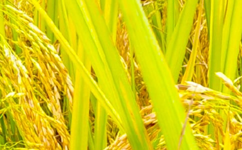 ���չ����ܽ�