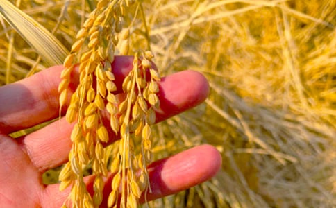 �����ĵ����(�ر�)