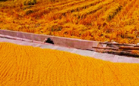 ���������Ͷ��ĵ����