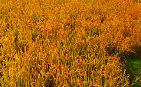 ������������������ĵ÷���