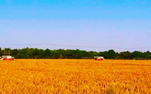 �����ĵ����