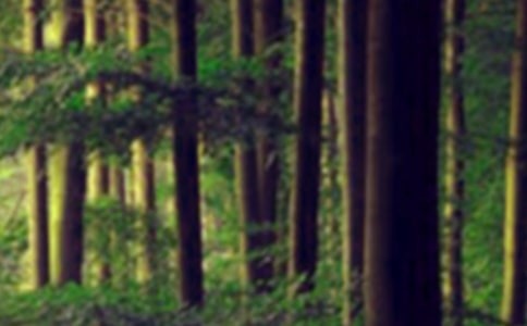 ɭ�ַ����ĵ�ͨ��