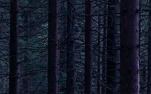 ɭ�ֱ������ĵ�