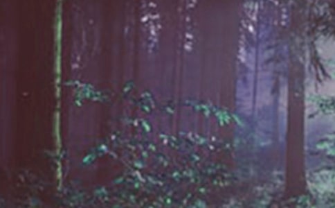 Ų����ɭ�ֶ����