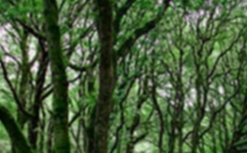 ɭ�ַ������ƻ�����