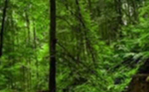 ��ȫɭ�ֲ�ԭ�����ĵ����