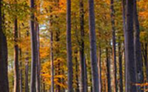 ����ɭ�ַ������ƻ���ͨ��3ƪ��