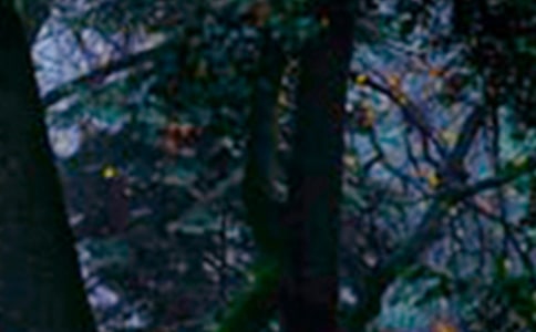 ɭ�ַ�������ĵø���