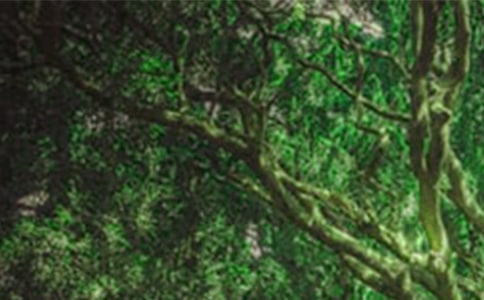 ɭ�ַ����ĵ������(15ƪ)