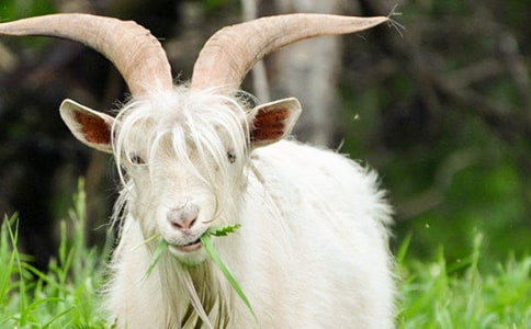 (�ر�)��ɽ�򲻳����òݡ������15ƪ