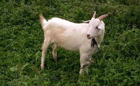 ��ɽ�򲻳����òݡ������[��Ʒ]