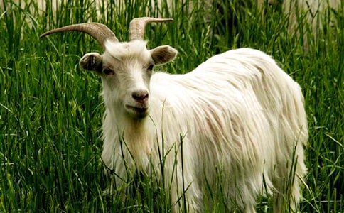 ��ɽ�򲻳����òݡ������