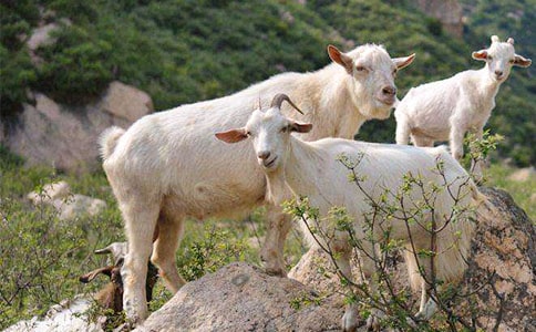 ɽ�򲻳����òݵĶ����