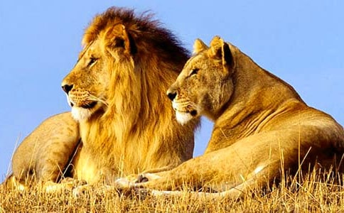 ��ʨ�������ۺ��15ƪ����ѡ��