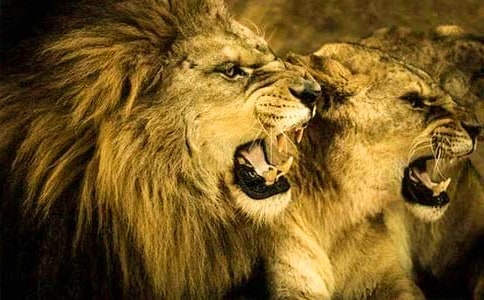 ����ʨ�ӵ����ԣ���ѡ��