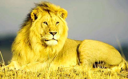 �����ʨ�Ӷ����