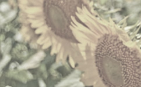 ��������̫�����������