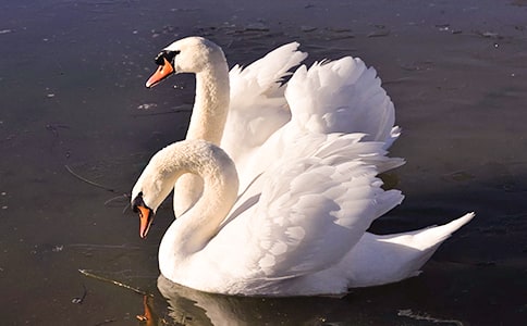 ��������Ķ����