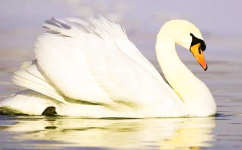 ��ֻ�������