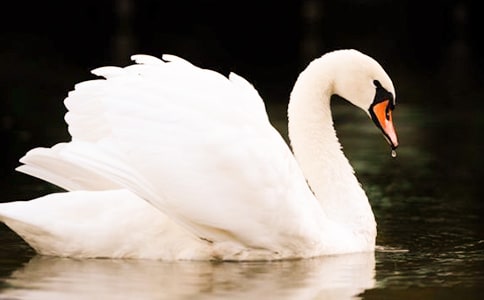 ����С�ŵ���졷����м���[15ƪ]