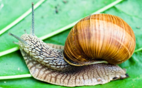 ����������ţ�������