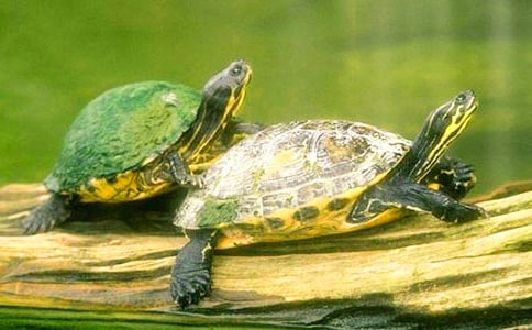 �����ų�����ζ���ڹ꡷�����