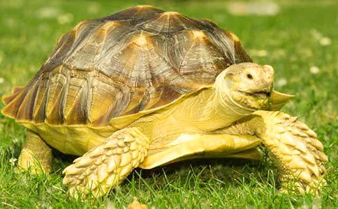 ������С�ڹ꡷�����