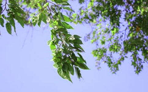 �������簲QQ�ʺ���29��