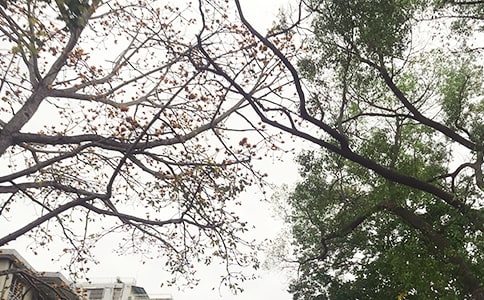 Ψ�����簲�ʺ������87��