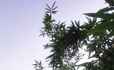 ��ů���簲΢���ʺ���ժ¼34��