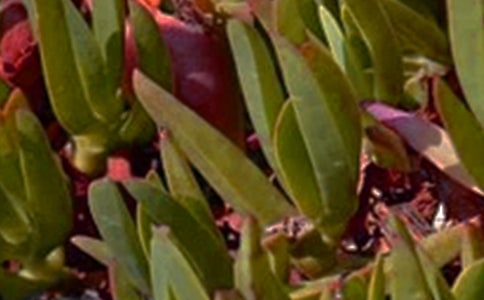 Ψ�����簲QQ�ʺ���32��