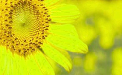 ��ңԶ�����տ��ء������