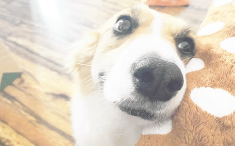 (��Ʒ)С��ǮǮ�����