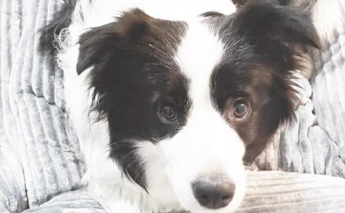 ��С��ǮǮ2�������