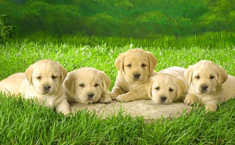 С��ǮǮ�����