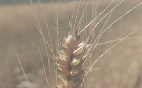 ����С������Э����