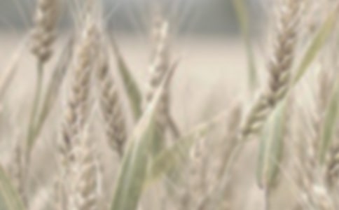 ����С������Э����