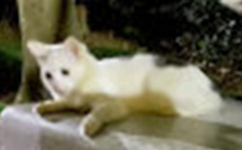 ��Сè�����������