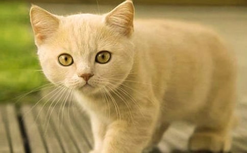 ��Сè�������Ķ����