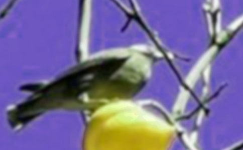 ��һֻС�񡷶����