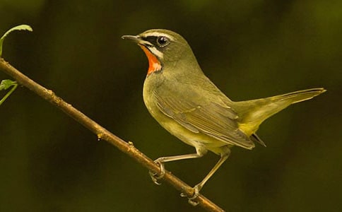 (ͨ��)��һֻС�񡷶����10ƪ