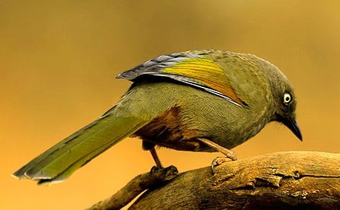 ����С��Ĺ���